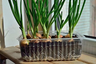 How To Grow Onions Indoor?