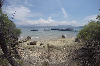 Pesona Pulau Menjangan Bali