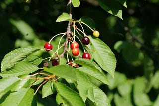 wild cherries