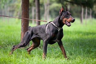 Grooming Your Doberman at Home: A Step-by-Step Guide