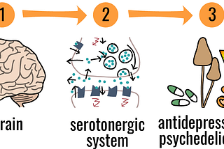 Psychedelic Drugs and the Serotonergic System