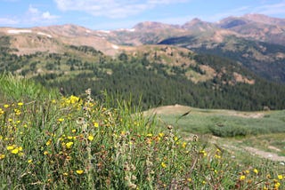 Flowers and grass with bald mountains in the distance