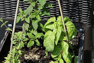Do You Know How to Winterize Your Herb Garden?