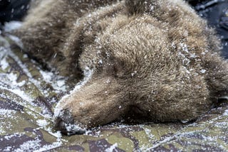 How do animals hibernate?