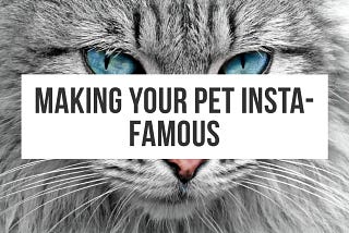 How To Make Your Pet Insta-Famous