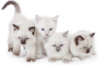 Do All Ragdoll Kittens Have Blue Eyes?