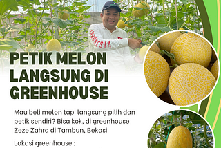 Beli Melon Langsung di Greenhouse : Pilih dan Petik Sendiri