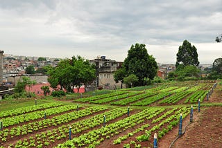How Cities Without Hunger is staying resilient and adapting during the coronavirus pandemic