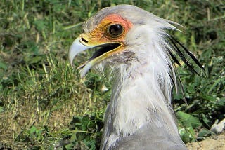 Oiseaux Serpentaire d’Afrique : échassier qui mange les serpents