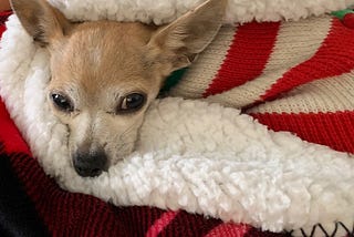 Four Lessons My Chihuahua Taught Me About Life