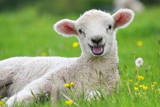 The Sheep as a Spirit Animal