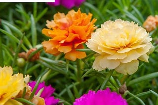 Plantando e cuidando de Onze-Hora Portulaca Grandiflora