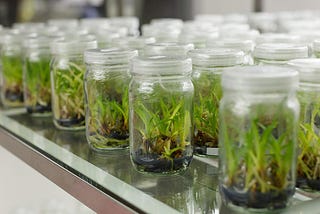 Cloning 101: Plant Tissue Culture