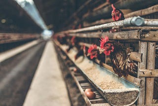 A Quick Guide To Poultry Farm Investment Philippines