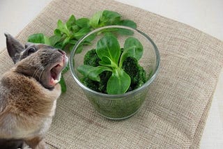 Can Rabbits Eat Lambs Lettuce?