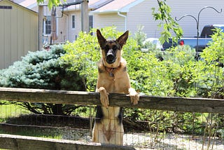 23 Best Guard Dogs [Plus what to know before bringing one home]