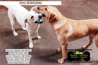 Dog Boarding — SONORAN DESERT PET RESORT