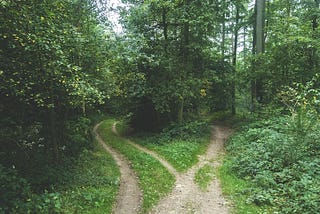 A fork in the road on a nice forest walk