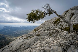 A resilient lone tree grows horizontally from a rocky mountainside, with half its branches covered in green leaves while others remain bare. The tree extends over a dramatic landscape of gray limestone rock formations, with distant mountains, valleys, and a cloudy sky in the background. The scene captures nature’s remarkable adaptability in harsh conditions.