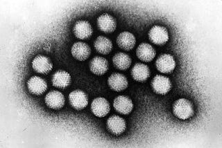 Infectobesity: The Fat Pathogen Hypothesis