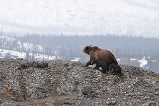 ursa e filhotes maternidade