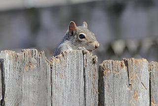 What you can learn from a wonky fence | ThinkSMART Marketing