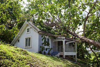 tree on porch.jpg