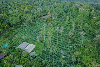 An introduction to Syntropic Agriculture