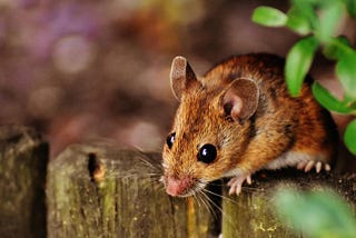 Affordable Mouse Exterminator in Ottawa: Quick and Efficient Service