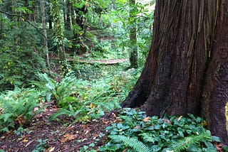 Forest with redwoods and ferns