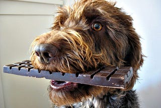 What to Do if Your Dog Eats Chocolate