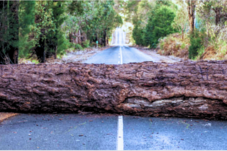 downed tree across a road
