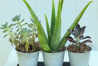 Why Buying Indoor Plants Online Really Works?