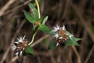 Possible horizontal gene transfer: Virectaria stellata (Sabiceeae-Rubiaceae), a new sandstone cliff…