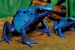 Animais mais venenosos do mundo Top 7!