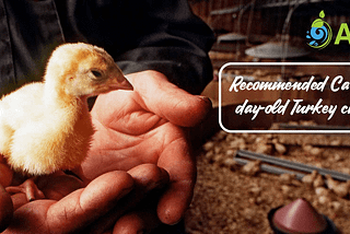 Recommended Care for day-old Turkey chicks — AQAI