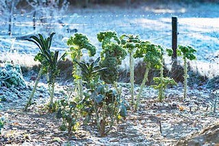 ​Protecting Your Plants from Winter Freezing