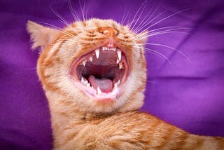 New Dental Tips for Your Cat and Dog for Strong Teeth