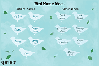 What are Some Good Names for Budgies? Unique & Fun Ideas