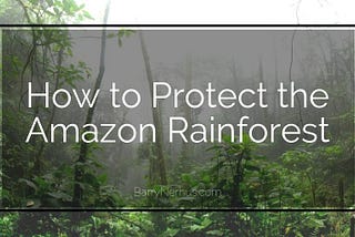How to Protect the Amazon Rainforest