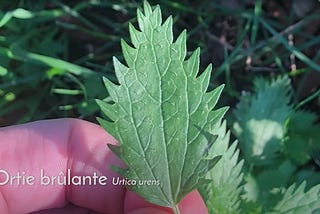 Une feuille de petite ortie ou ortie brûlante