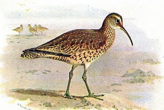 Eskimo Curlew: Portrait of a Shorebird