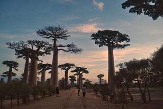 Giant Baobabs & Isolated Civilization in Remote Western Madagascar