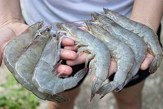 How to Open a Shrimp Farm — Ultimate guide