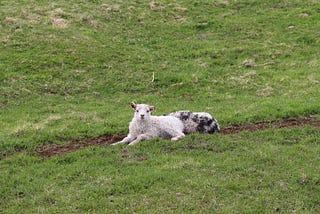 Newborn Lambs Over a Bite to Eat