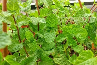 Benefits of mint leaves