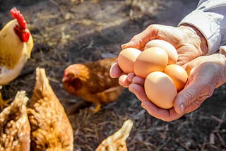 Hillandale Farms How to Make Hens Produce More Eggs