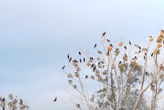 Cormorants’ tree