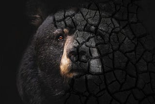 Shattered Minds: Trauma Scarring the Lives of Bears