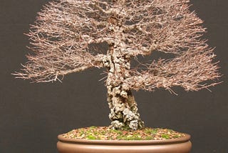 Winter Bonsai Silhouette Exhibition